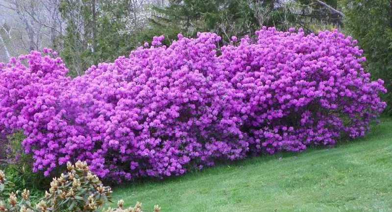 Lilac