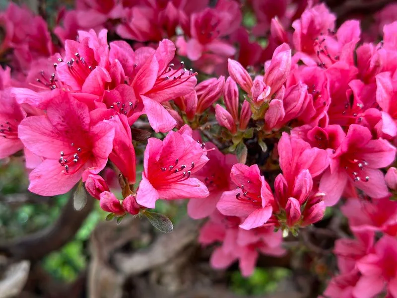 Azalea