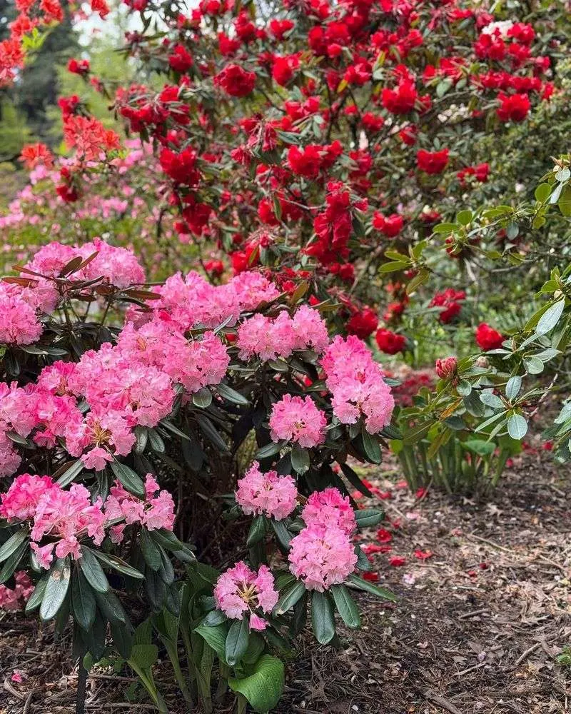 Rhododendron