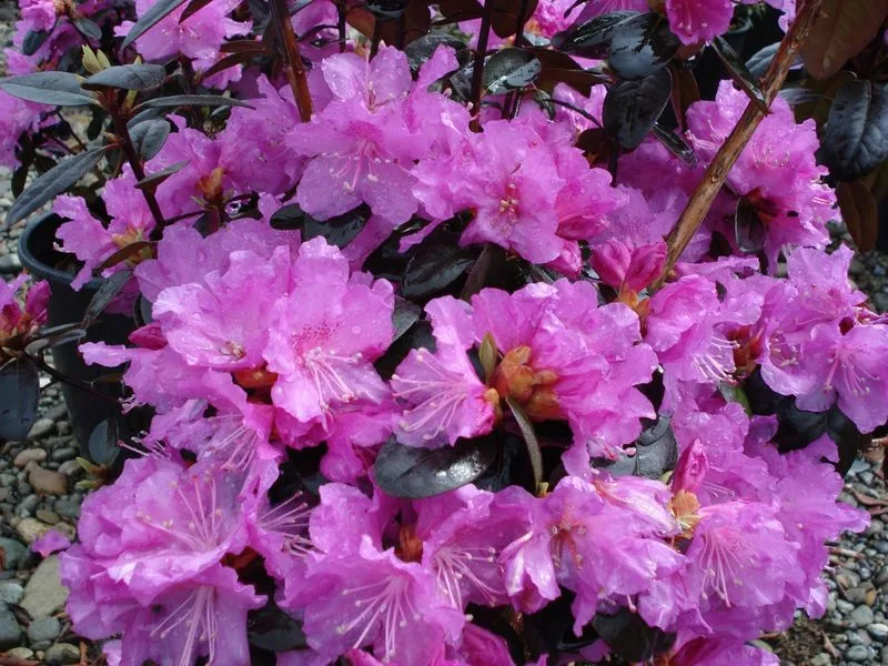 Rhododendron