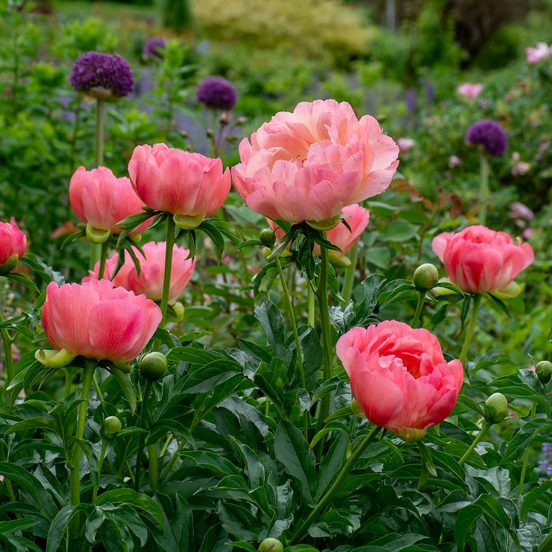 Peony