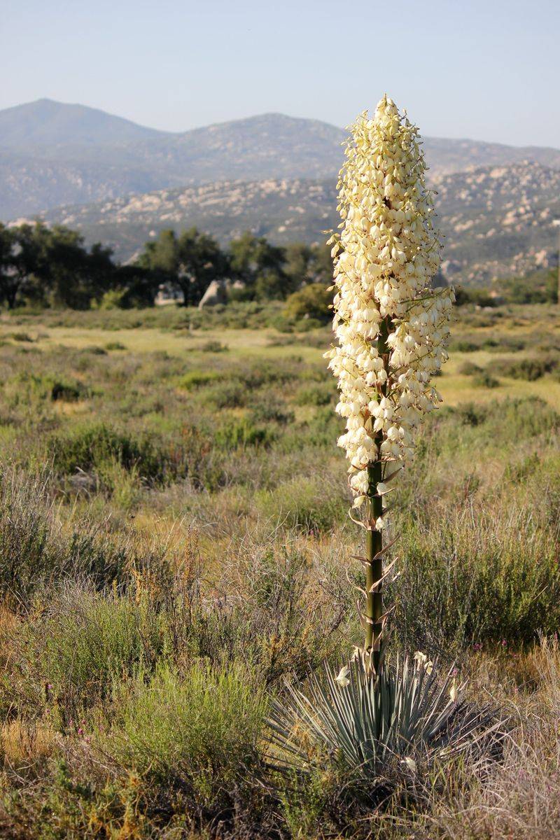 Chaparral Yucca