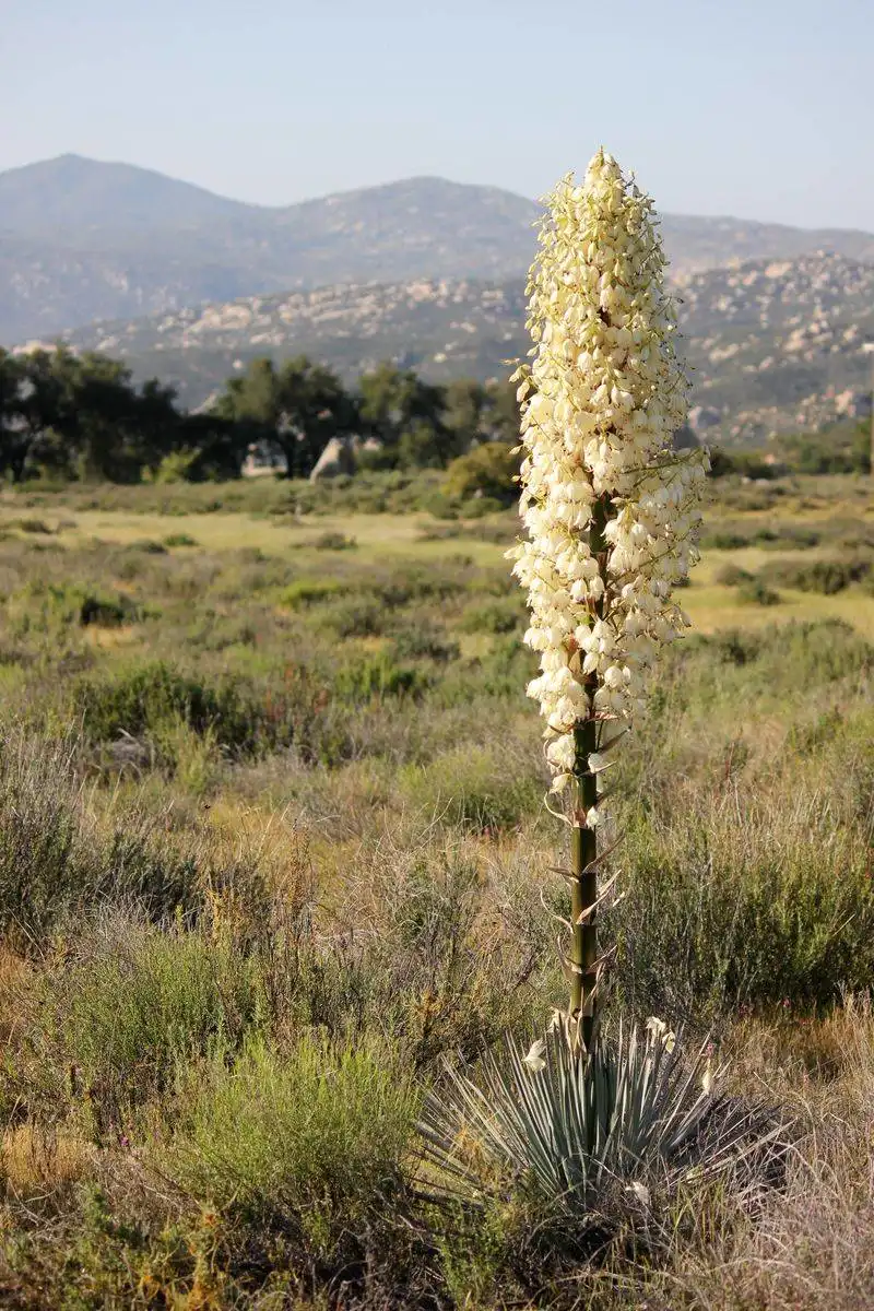 Chaparral Yucca