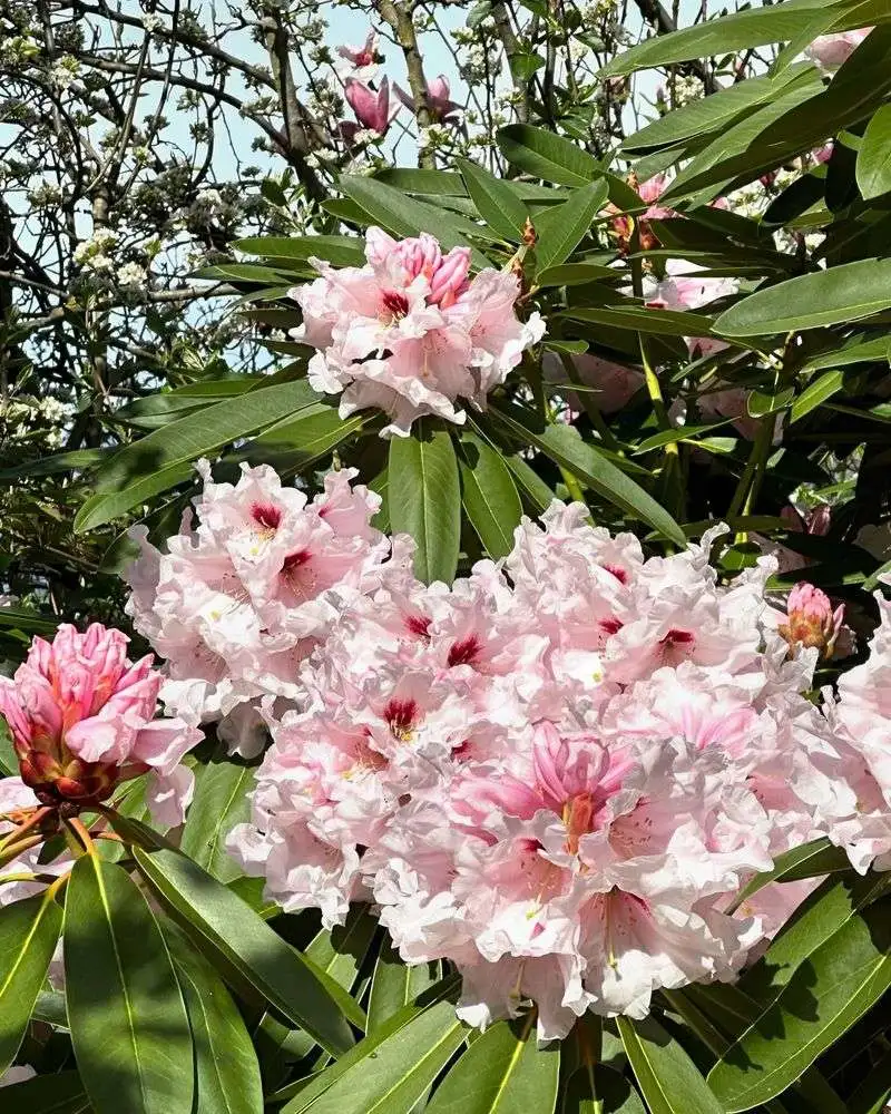 Rhododendrons