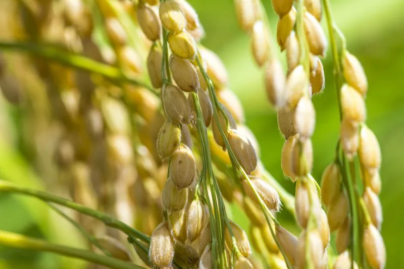 Rice