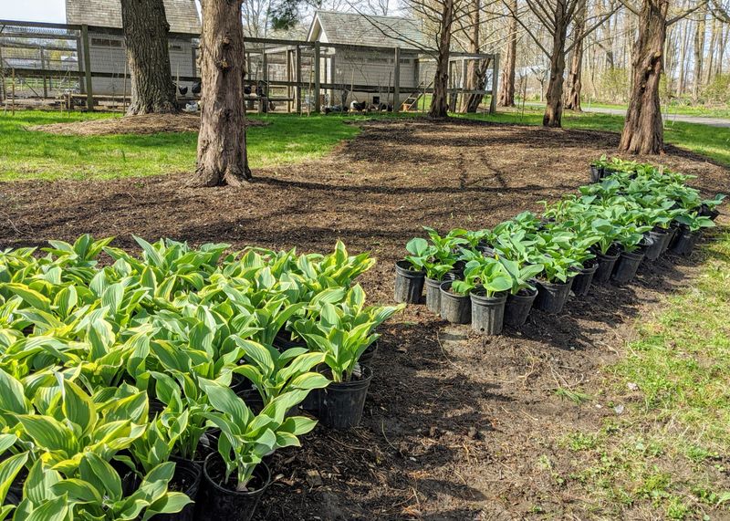 Rigid Seasonal Planting