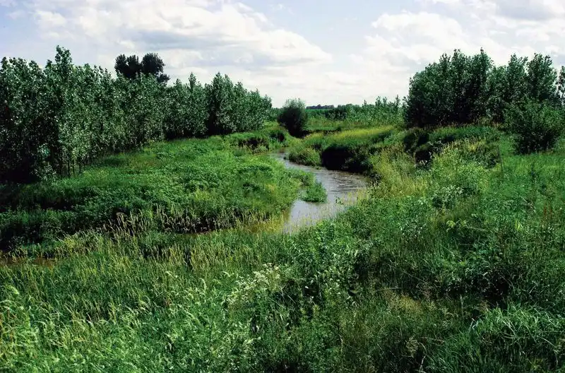 Riparian Buffers