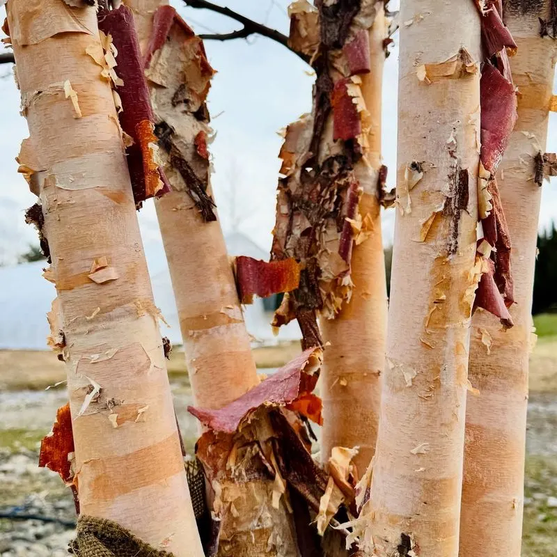 River Birch