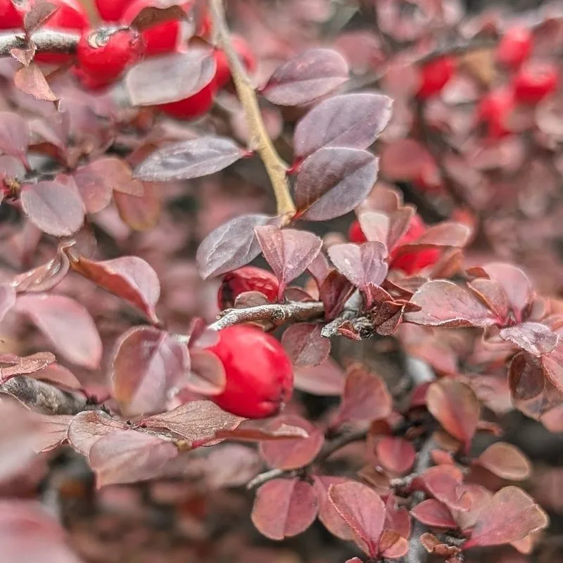 Rock Cotoneaster