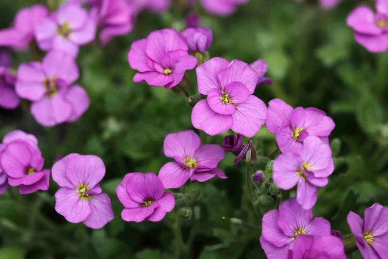 Rock Cress
