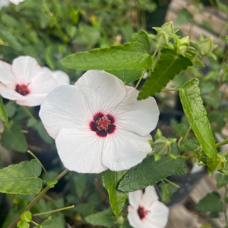 Rock Rose