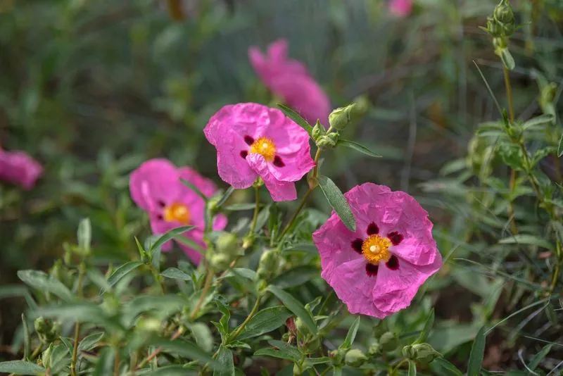 Rockrose