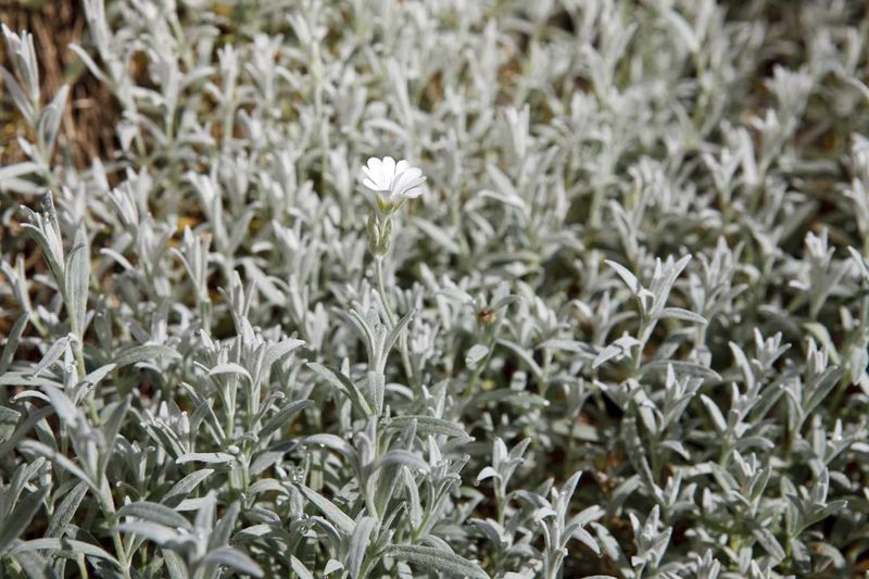 Silver Carpet