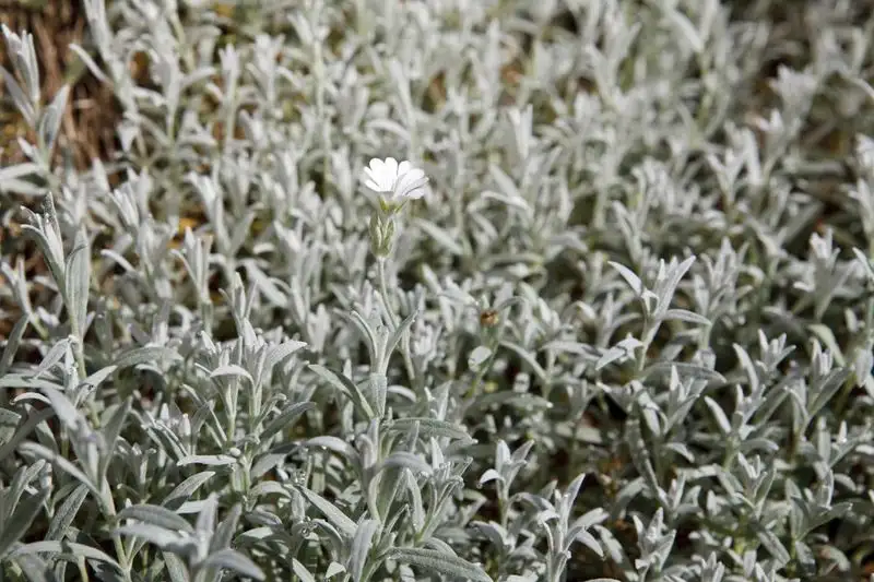 Silver Carpet