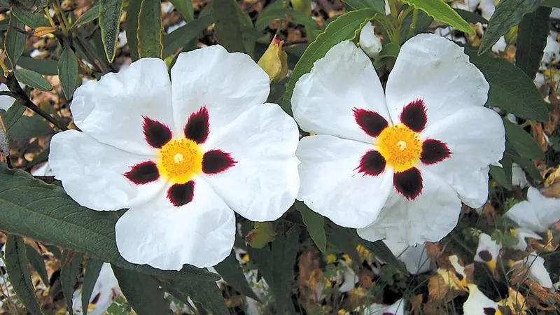 Rockrose