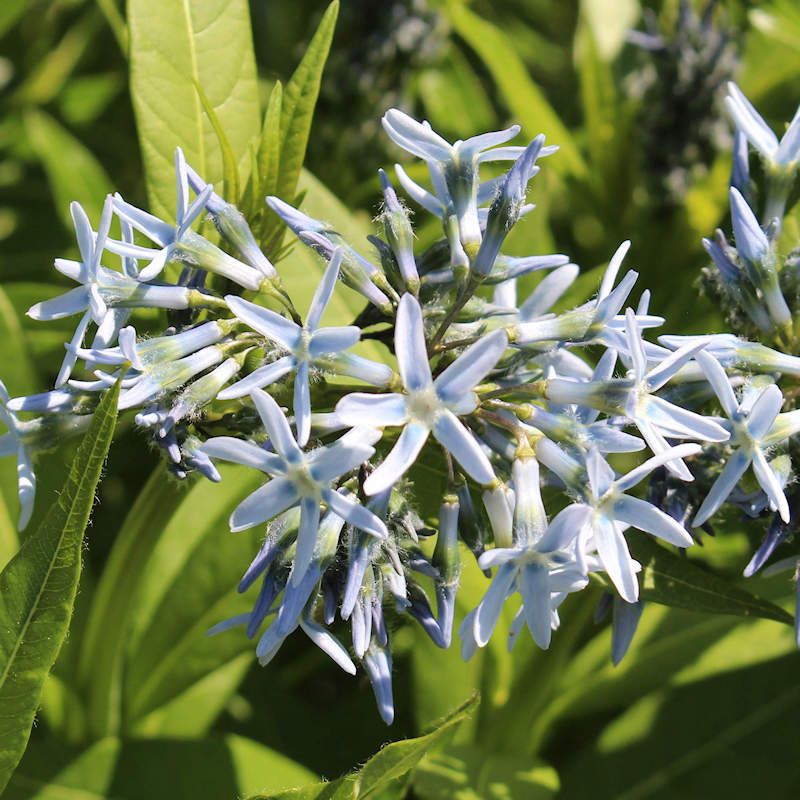 Ozark Bluestar