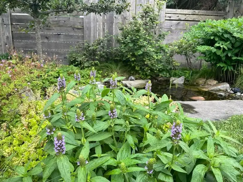 Self-Heal (Prunella)
