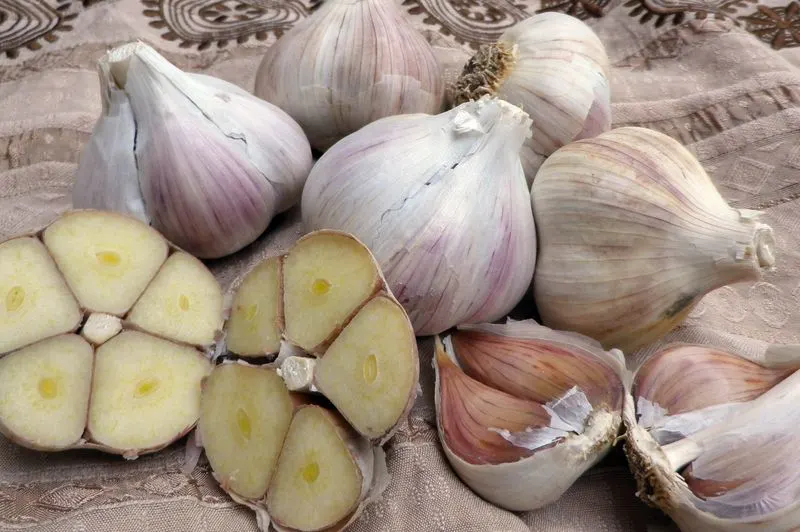 Romanian Red Garlic