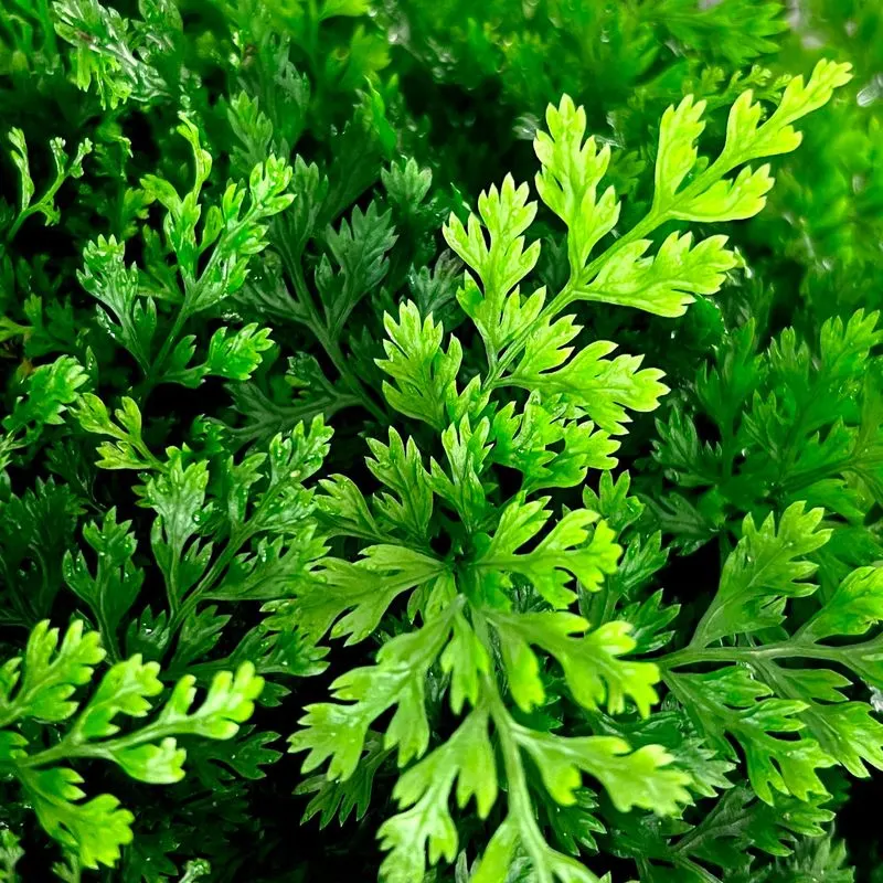 Ascension Island Parsley Fern