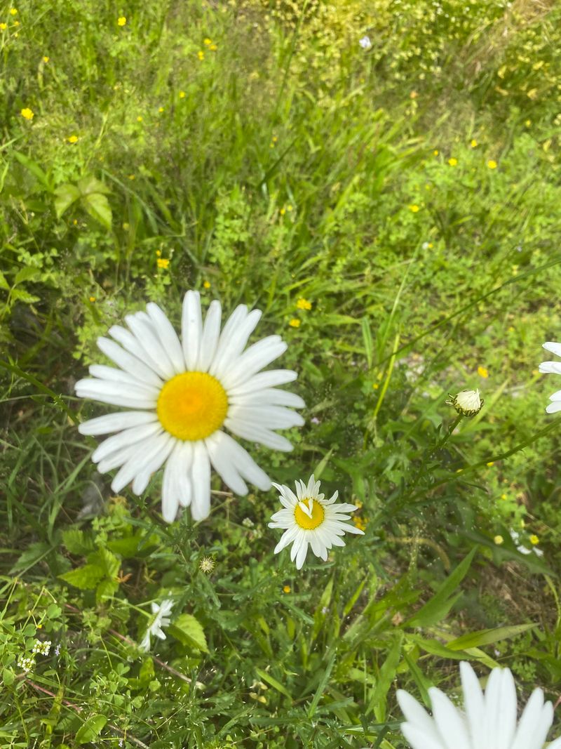 Chamomile