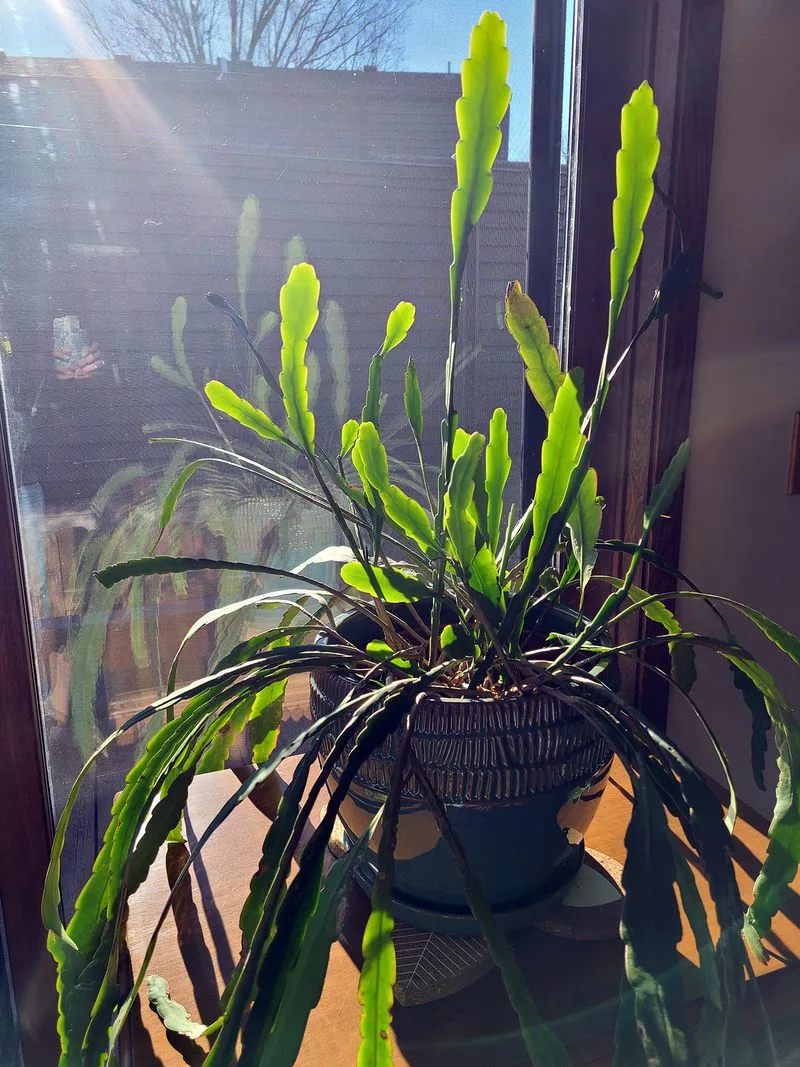 Inadequate Light