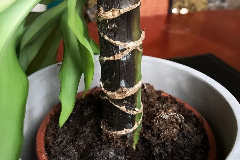 Root Rot Signs