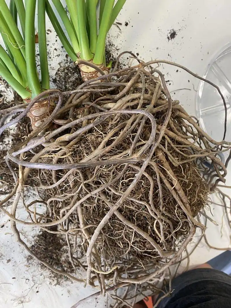 Root System