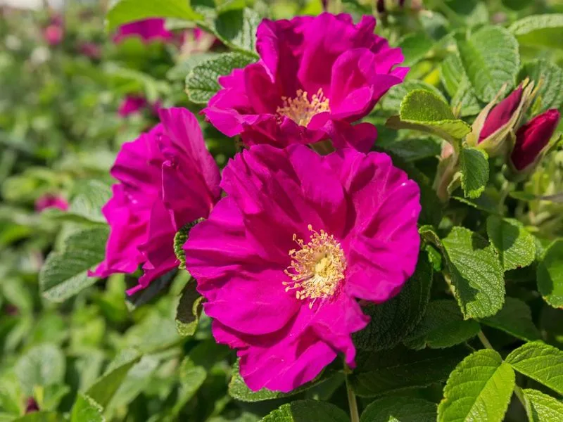 Rosa Rugosa