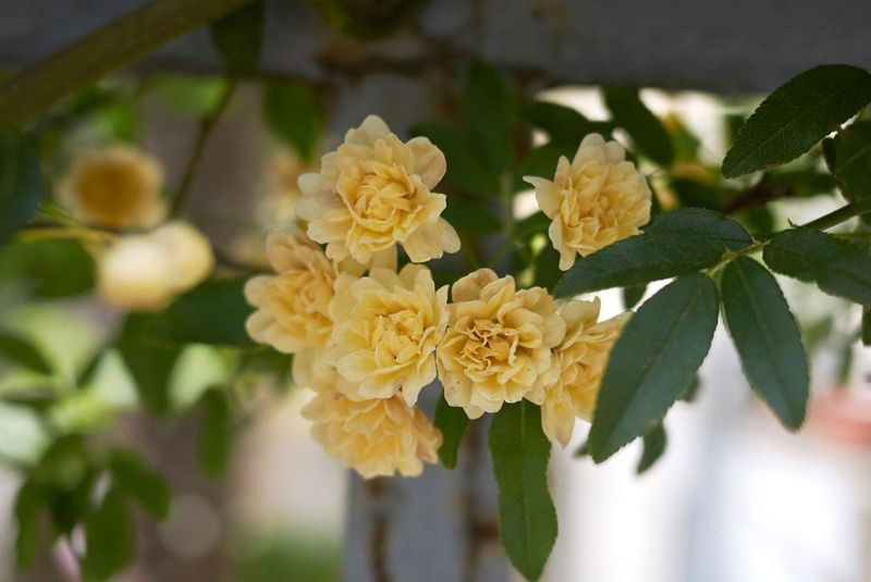 Lady Banks' Rose (Rosa banksiae)