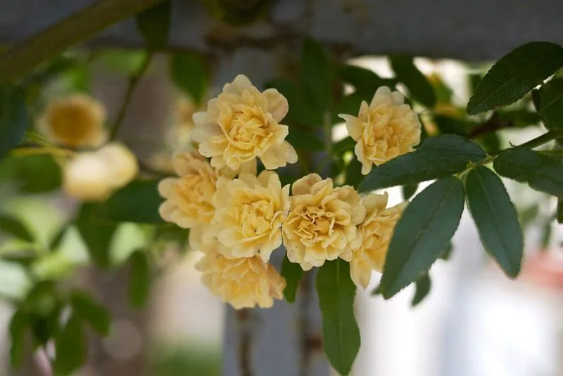 Lady Banks' Rose (Rosa banksiae)