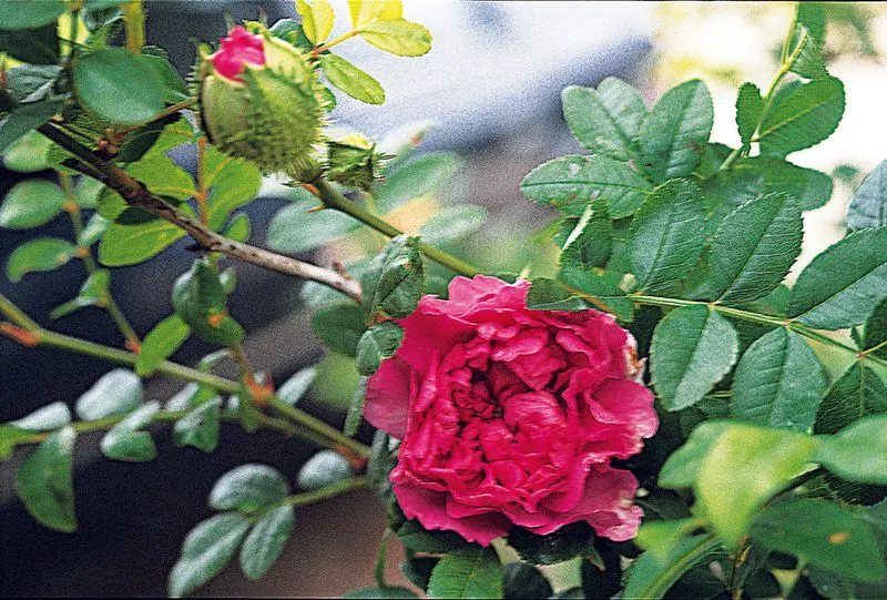 Rosa Roxburghii (Chestnut Rose)