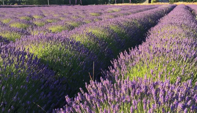 Lavender