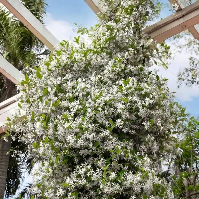 Jasmine