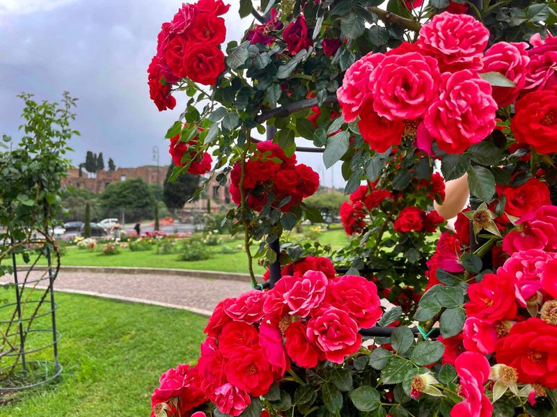 Rose Gardens