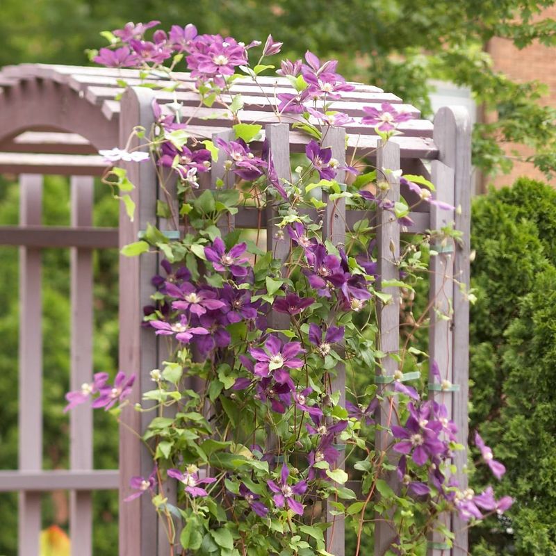 Bitter Melon and Clematis Arbor