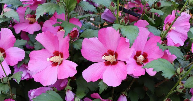 Rose of Sharon (Avoid Pruning)
