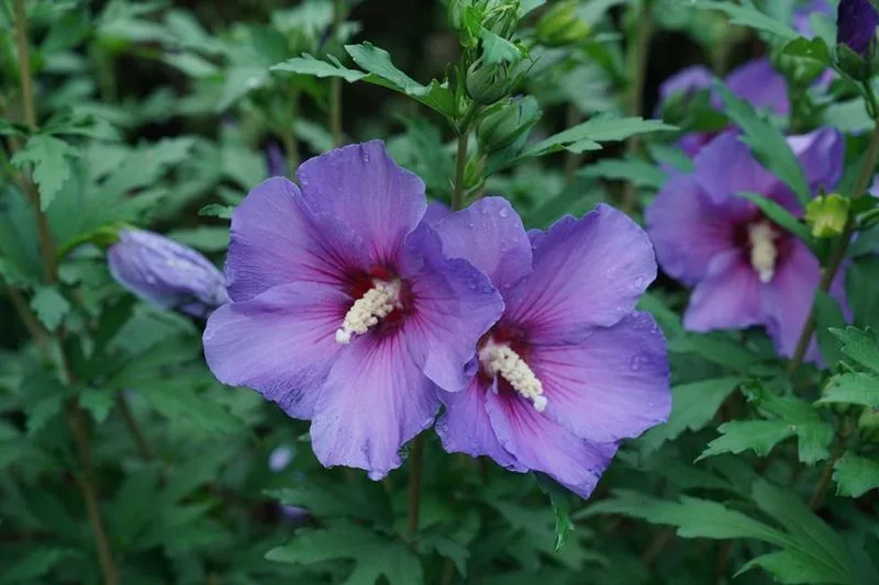 Rose of Sharon
