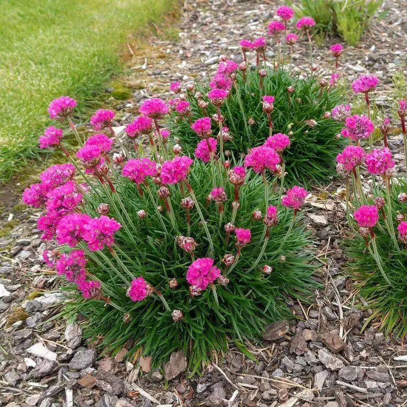 Thrift (Sea Pink)
