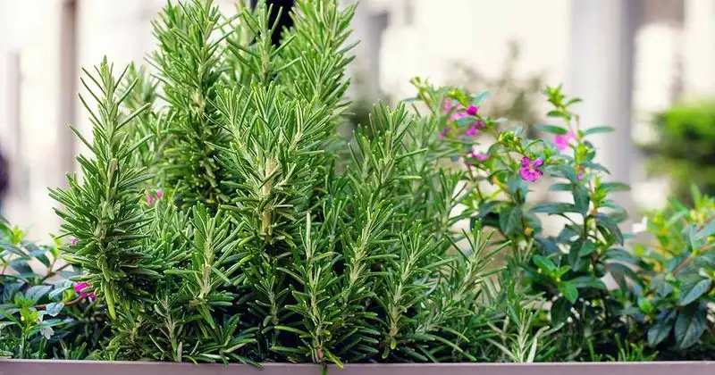 Rosemary