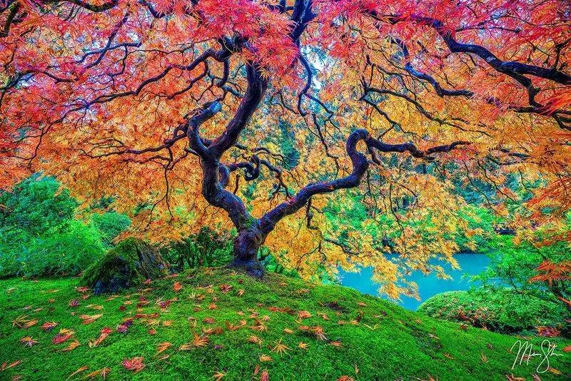 Vine Maple