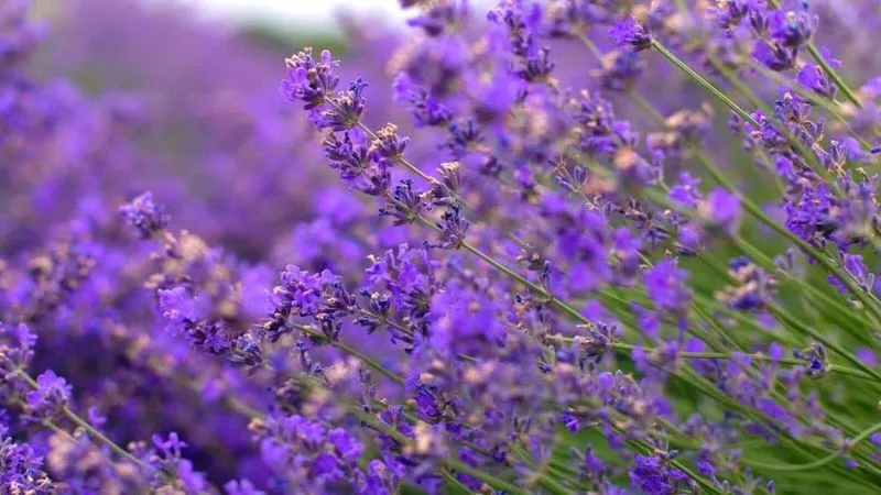 Lavender