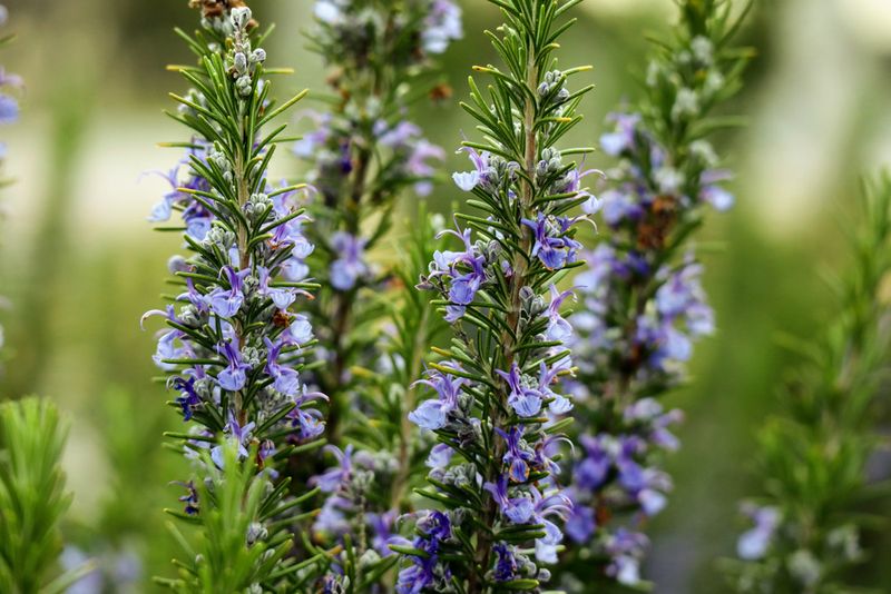 Rosemary