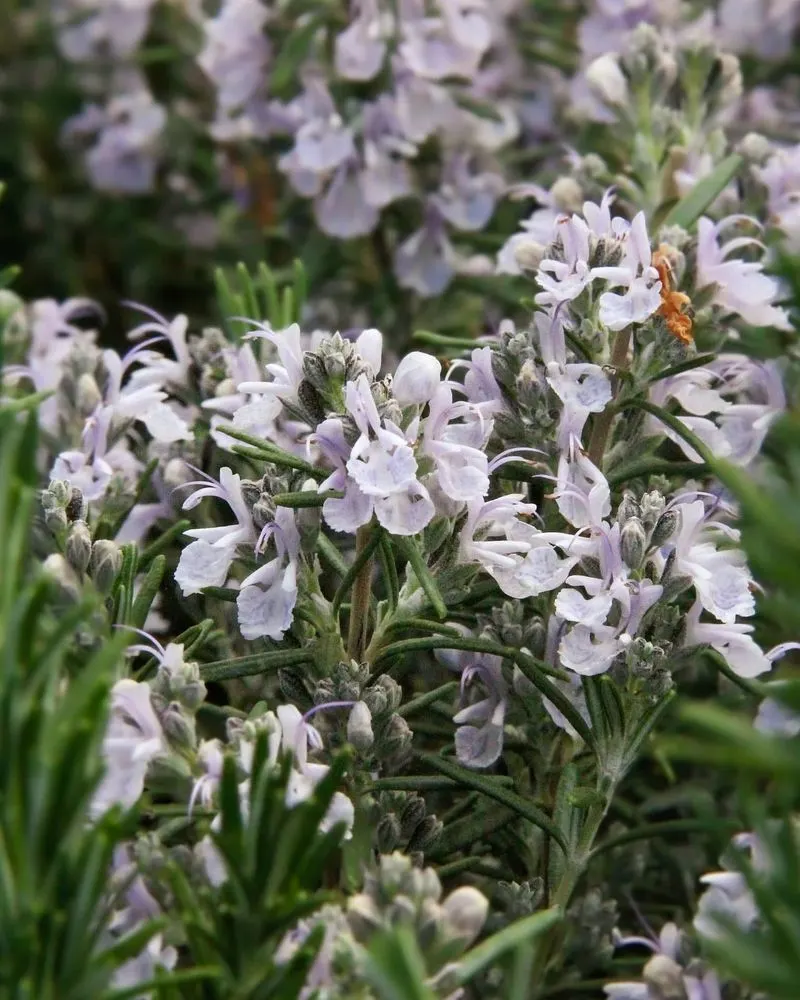 Rosemary Flowers