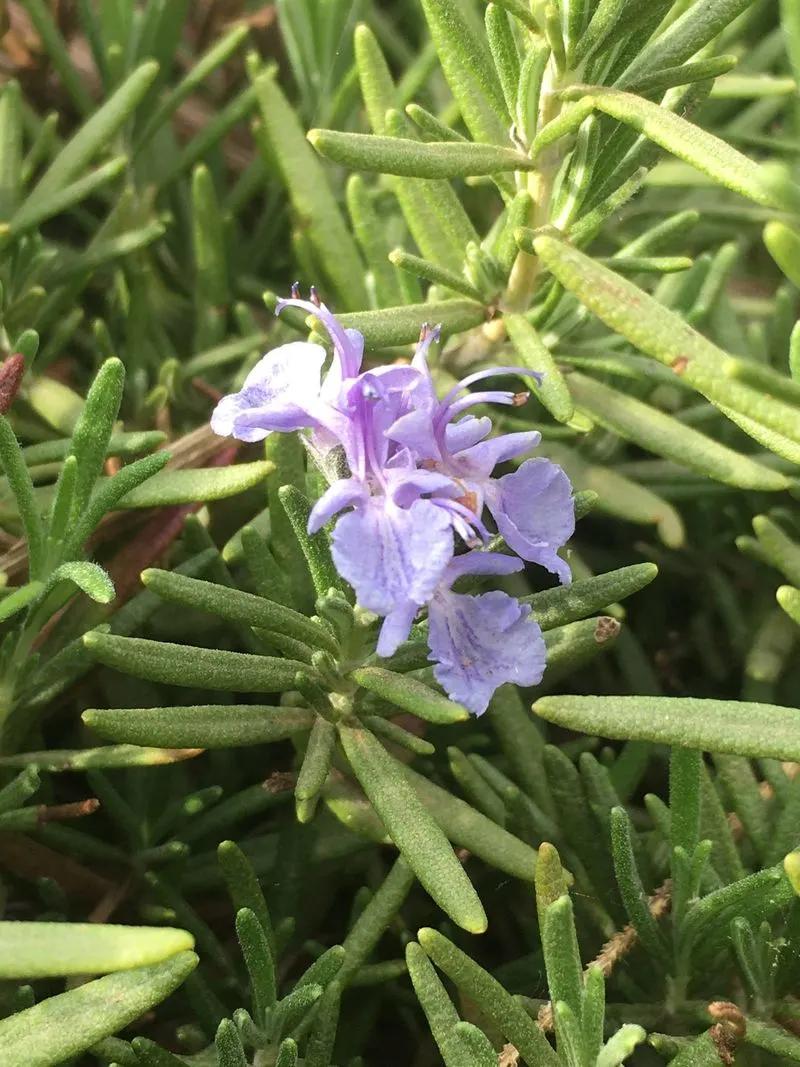 Rosemary Reverie