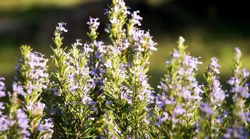 Rosemary: Robust and Resilient