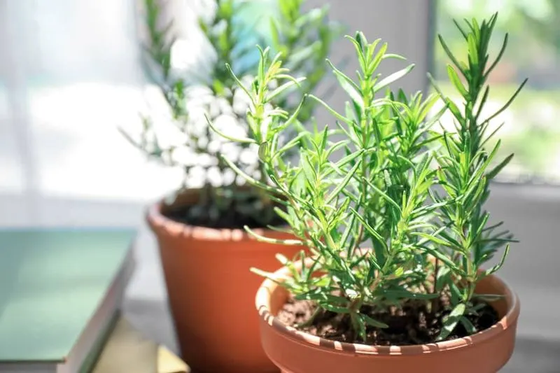 Rosemary for Memory Boost