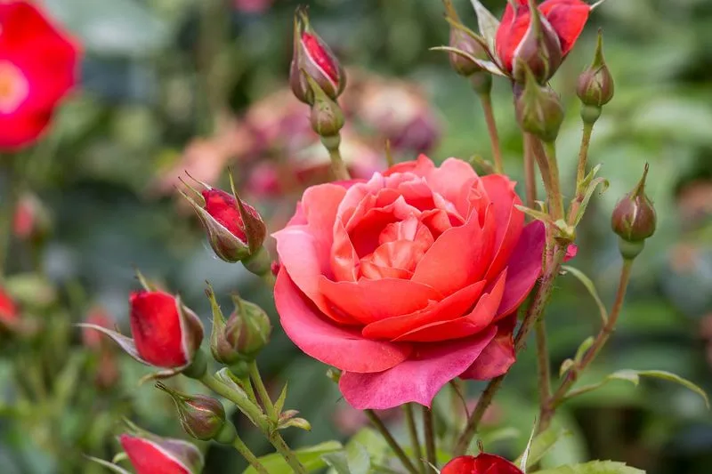 Roses