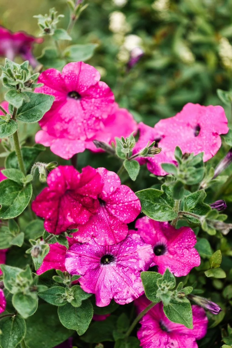 Petunias