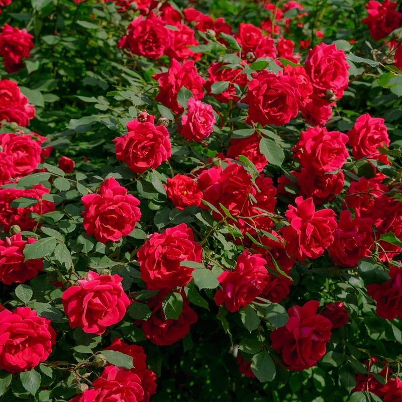 Roses