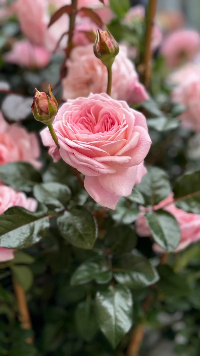 Roses